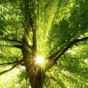 Sonnenstrahlen fallen durch das dichte Blätterdach eines hohen Baumes.